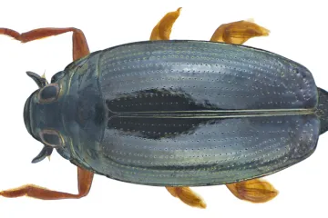 Vírník by mohl inspirovat drony. Kdyby byl velký jako člověk, plaval by pětkrát rychleji než torpédo