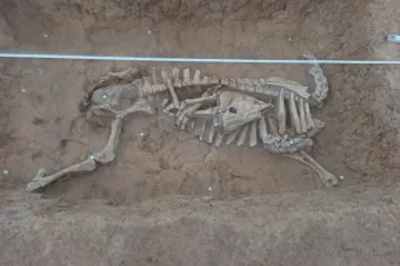 Archeologové v trase dálnice D35 našli hroby únětické kultury a nevysvětlitelnou krávu