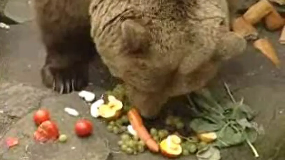 Medvědí hostina
