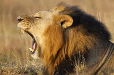 Pomsta přírody. Pytláka nosorožců zabil slon a sežrali lvi 