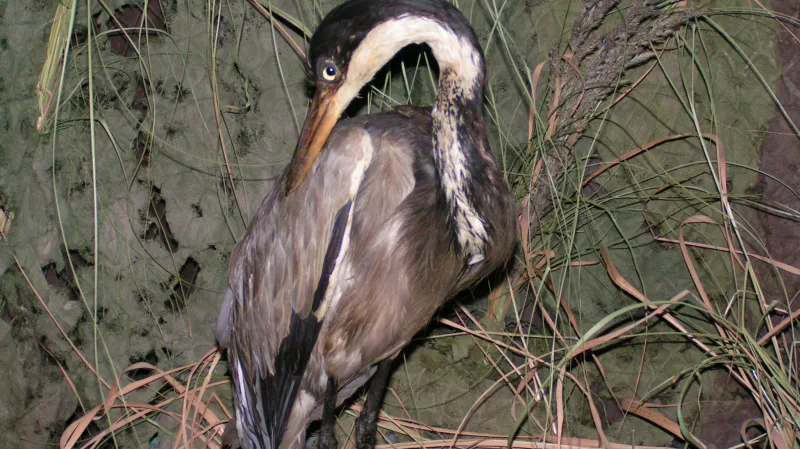 Dobrodružná Afrika - Libochovice