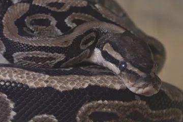 Chovatel přivolal pomoc kvůli škrcení hadem. Podle záchranářů ale známky dušení neměl