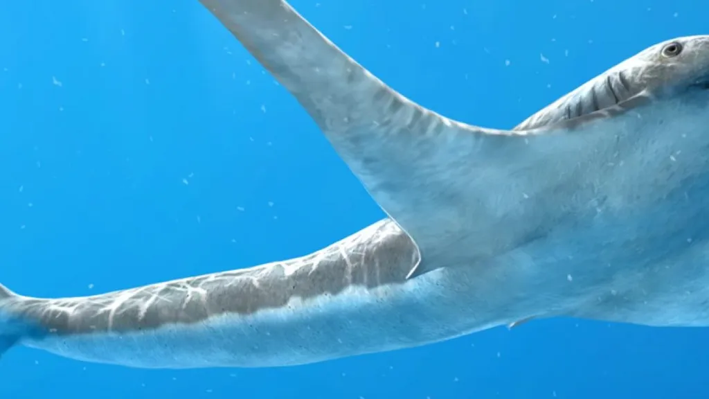 Aquilolamna milarcae