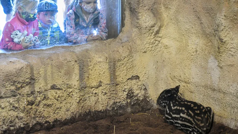 Mládě tapíra čabrakového Morse