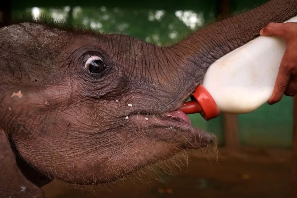 Týden obrazem: Záchrana čtyřměsíčního slona, který přišel o rodiče, když je zastřelili pytláci v Myanmaru