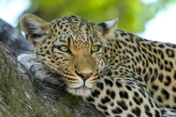 Mývalové na krokodýlech neplují. AI videa ničí vztah k přírodě, varují vědci