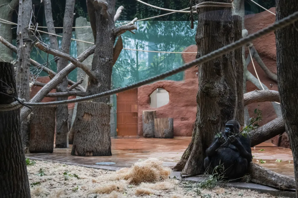 Pražská zoologická zahrada představila nový pavilon goril