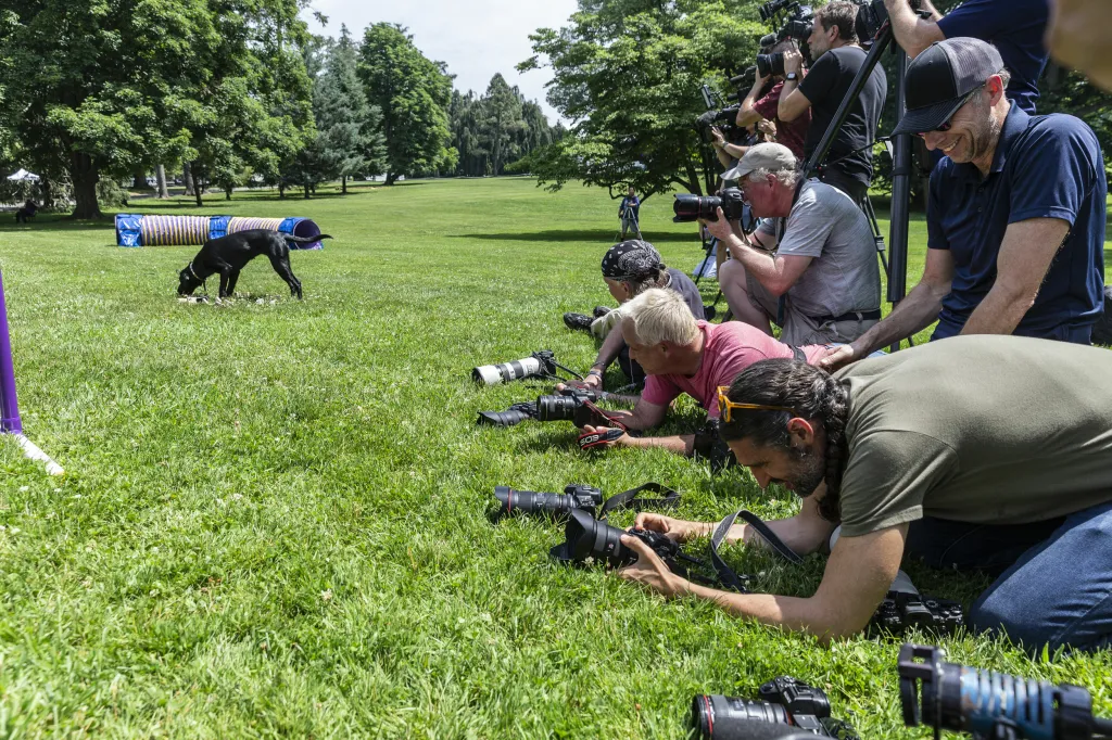 Jedna z nejstarších přehlídek psů na světě pořádaná klubem Westminster Kennel Club Dog našla nové místo v zahradách gotického usedlosti zvané Lyndhurst Mansion