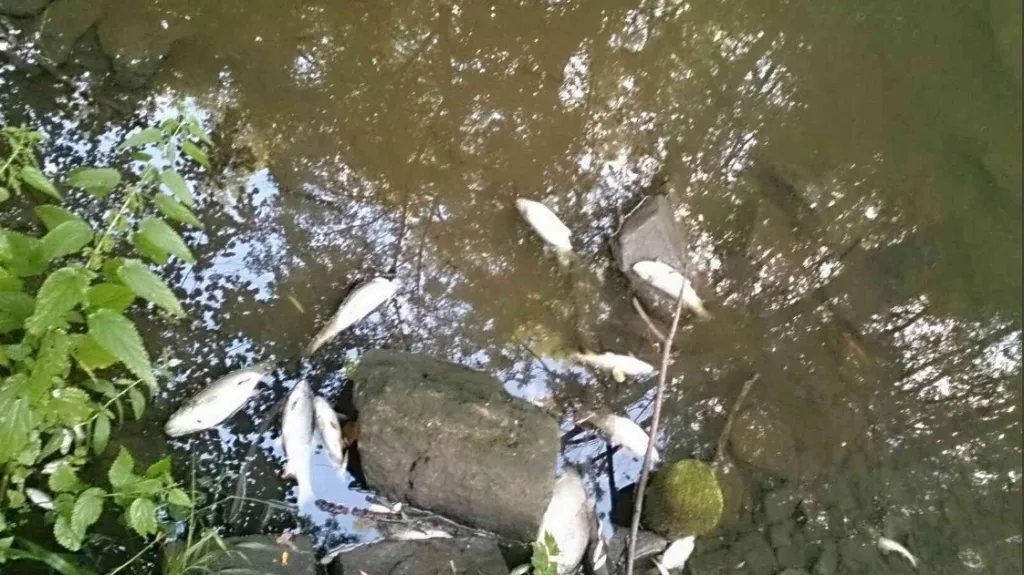 Uhynulé ryby v řece Rokytná