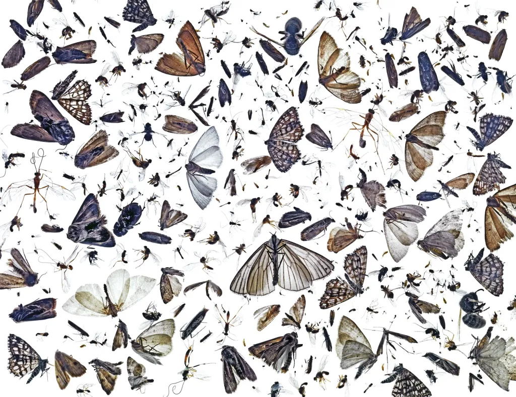 Tragicky krásná tapiserie hmyzu neúmyslně zabitého poté, co ho přilákala venkovní lampa. Při jejím čištění se fotograf rozhodl vytvořit tuto koláž ukazující rozsáhlou, i když přehlíženou rozmanitost drobného okřídleného hmyzu