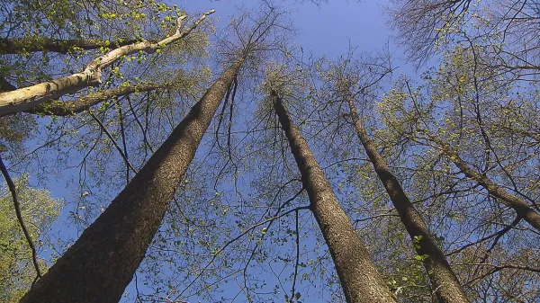 České lesy stárnou a klesá jejich odolnost. Škodí jim kůrovec i houby