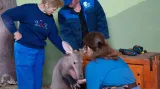 A takhle bude Kvídino mládě vypadat, až vyroste