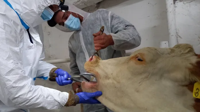 Vojenští veterináři nacvičovali odebírání vzorků od zvířat