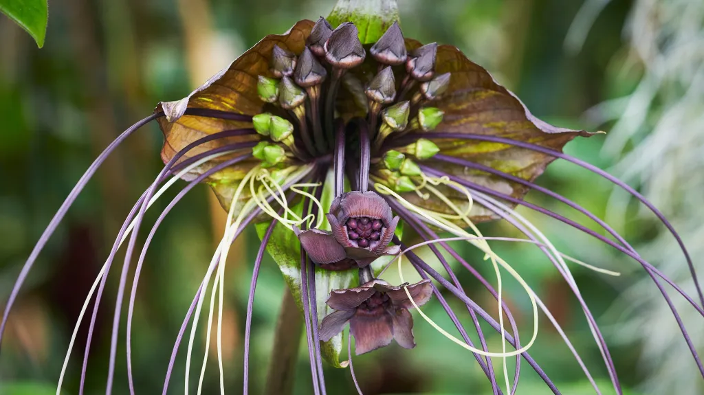 Taka velkokvětá neboli „netopýří květ“ patří k nejohroženějším květinám planety