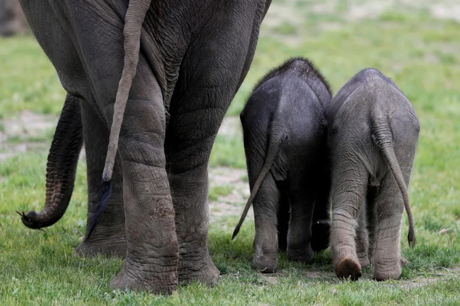 Slonice z pražské zoologické zahrady se během procházky pochlubily svými novými potomky