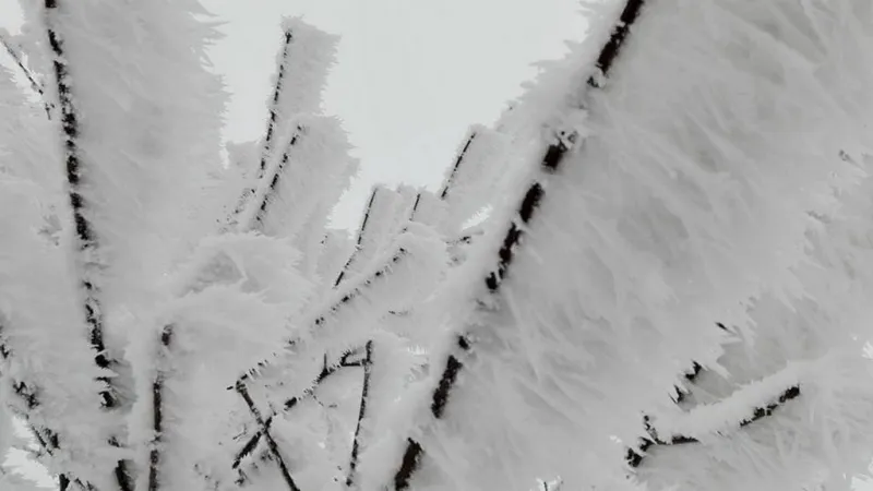 Silná námraza v Mrakotíně na Jihlavsku