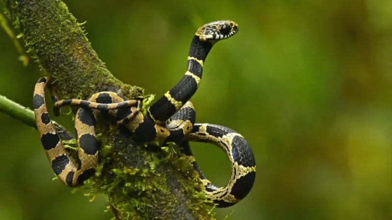 Had Dipsas cf. catesbyi