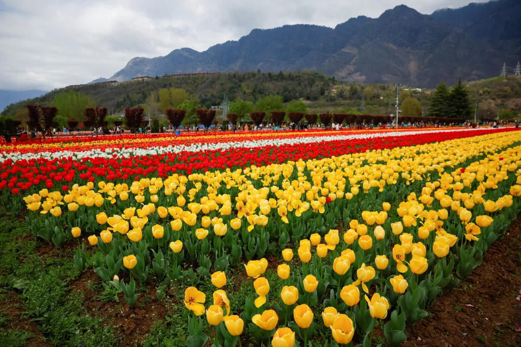 Tulipány rozkvetly v zahradě v Kašmíru (31. 3. 2026)
