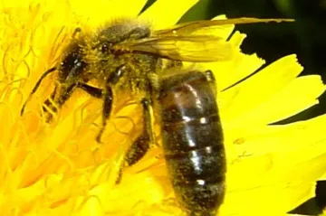 Včely a letošní dlouhá zima