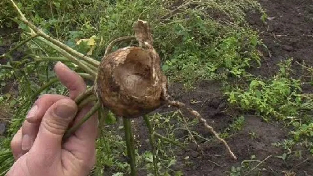 Škůdci ničí zemědělcům na Znojemsku úrodu