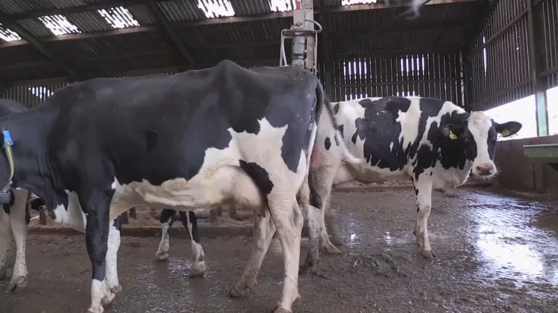 Kravský hnůj je významným původcem čpavku