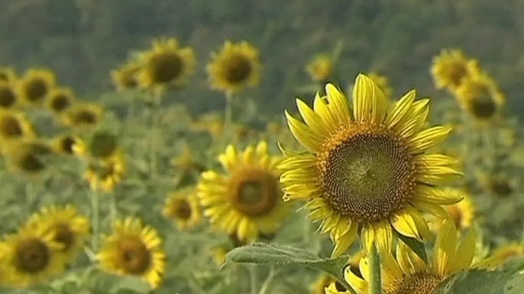 Thajské slunečnice