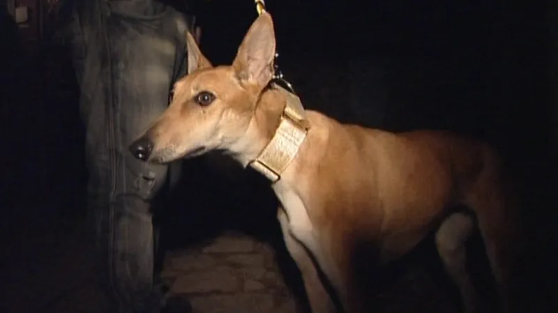 I tento chrt našel nového pána