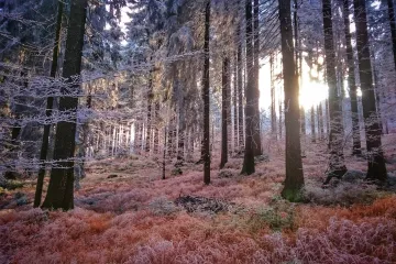 Příští týden bude až 11 stupňů. Zima se vrátí před Vánoci, zní předpověď