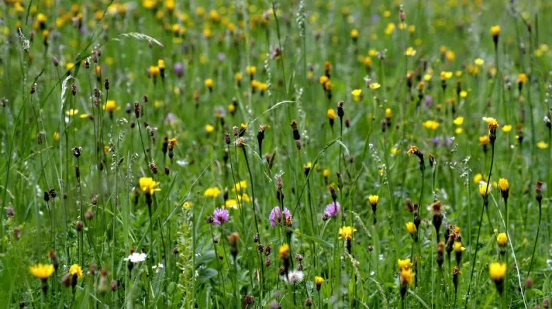 1. místo - louka v Dolním Maršově