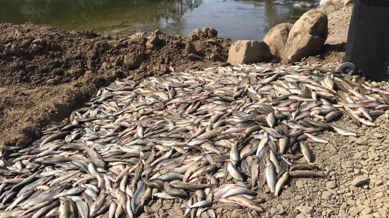 Otrávené ryby u řeky Bečvy