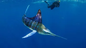 2. místo v kategorii Široký úhel (George Kao, Marlín a potápěč)