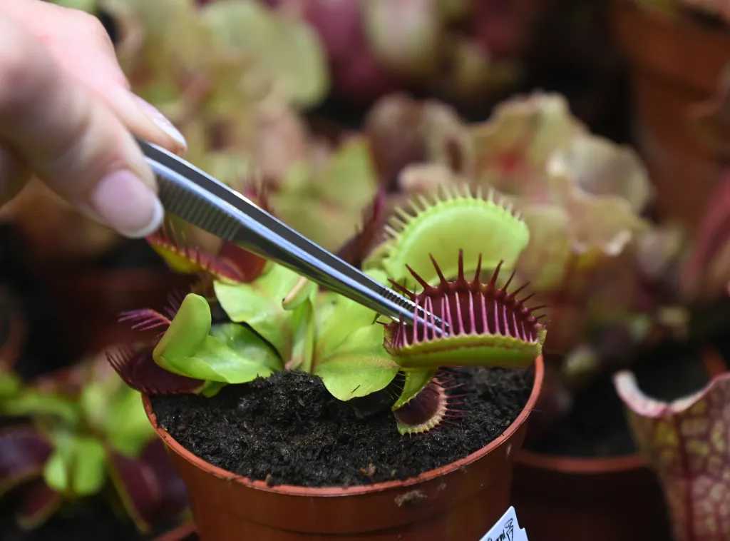 Fotografie mucholapky podivné na výstavě Živé pasti