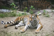 Plzeňská zoo získala novou tygřici. Chovatelé doufají, že se brzy dočkají mláďat