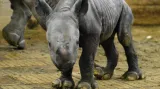 Mládě nosorožce