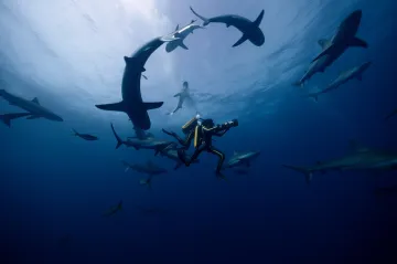 Recenze: Odysea oceánografa Cousteaua propluje i úskalími