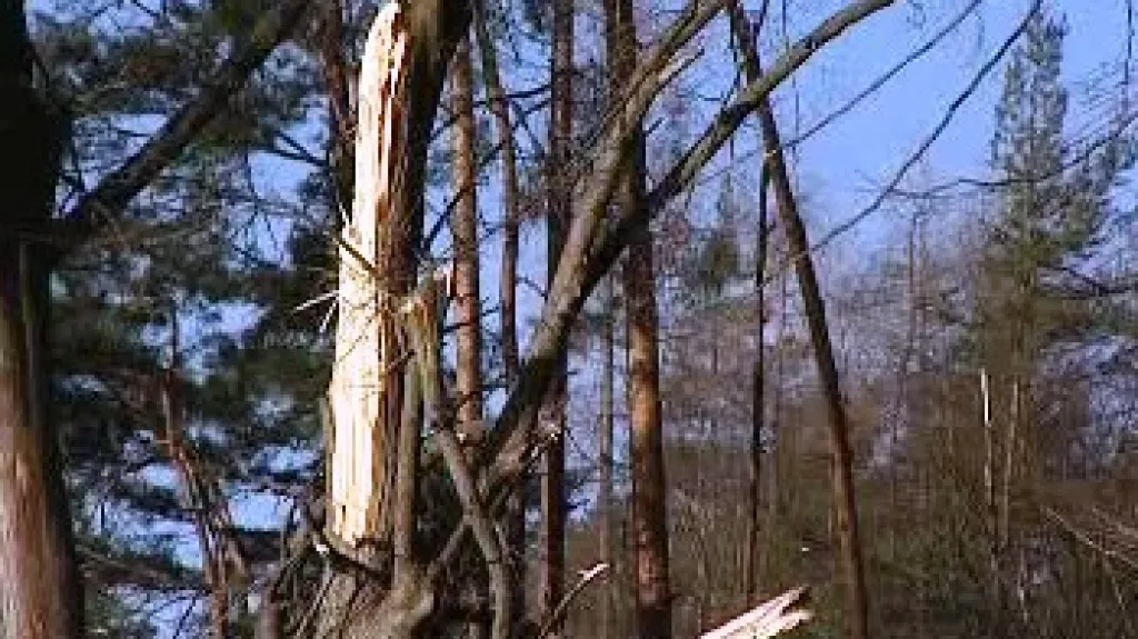 Poškozená lípa