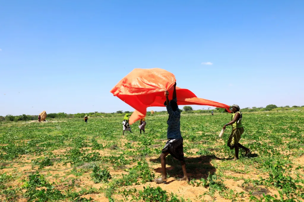 Somálští zemědělci plaší plastovou fólií sarančata na pastvině v oblasti Galmudug