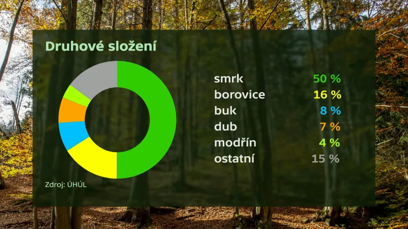 Druhové složení lesa