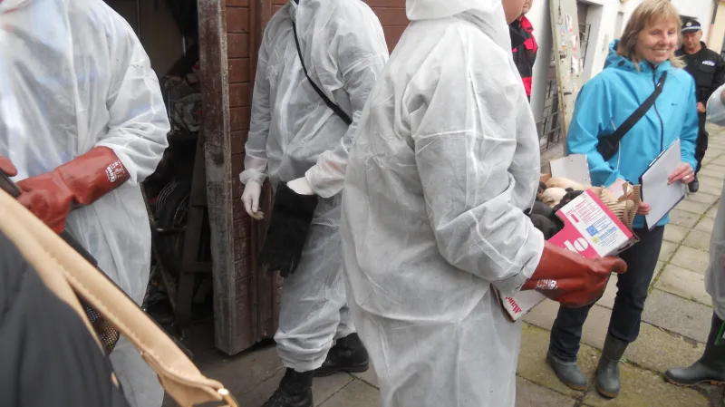 Veterináři při odchytu týraných psů v Mladé Boleslavi