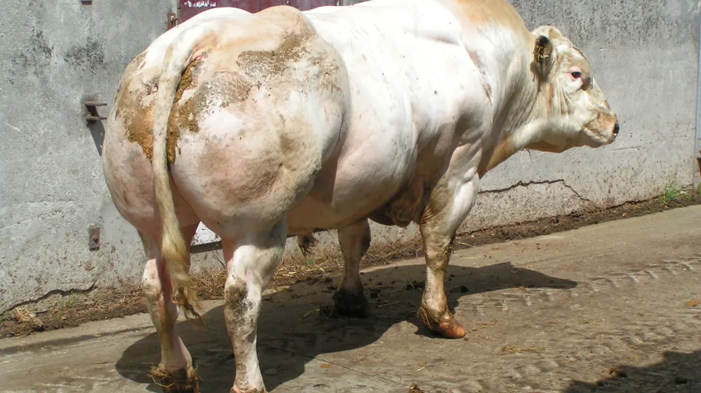Belgický modrobílý skot není genetická mutace -  80 % zvířat tohoto plemene se přirozeně rodí s mutací způsobující hypertrofii svalstva