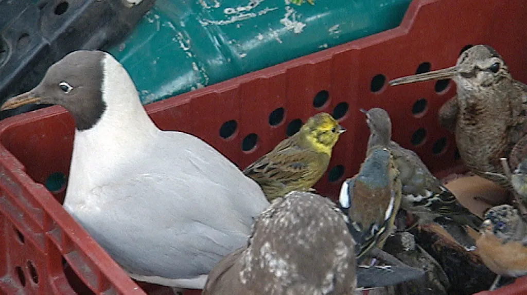 Zabavená upytlačená zvířata