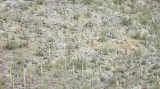 Kaktusy saguaro rostou ve vhodných podmínkách i značně hustě - vytvářejí tak ráz krajiny a ovlivňují její průchodnost.