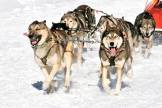 Kanada se omluvila za vybíjení psů Inuitů