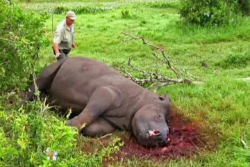 Zatím vyhynulé druhy jsou jen špičkou ledovce. Když nic neuděláme, bude hůř, varují vědci