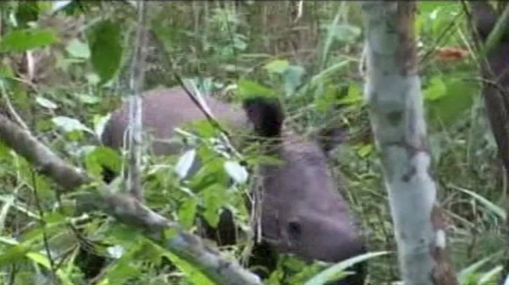 V Ugandě se po 27 letech narodilo mládě nosorožce