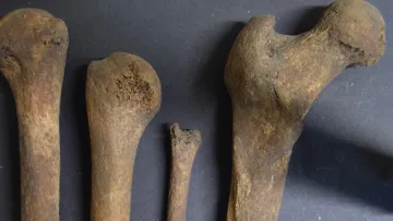 Dlouhé ženské kosti používané jako naostřené nástroje