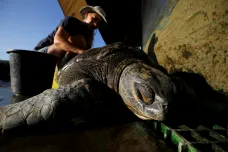 U pobřeží Mexika uhynuly stovky želv. Otrávil je „rudý květ“