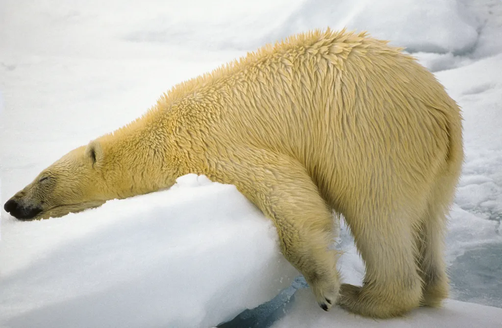 Ideální polštář pro medvěda ledního na Špicberkách