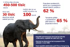 Sloni a slonovina