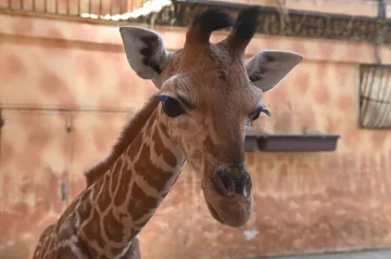Zoo Olomouc slaví 70 let. Z provizorního koutku se stala nejnavštěvovanější atrakcí kraje